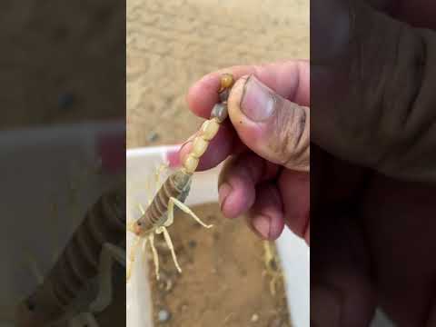 فيديو: كيفية صنع كريمة الزبدة: 9 خطوات (بالصور)