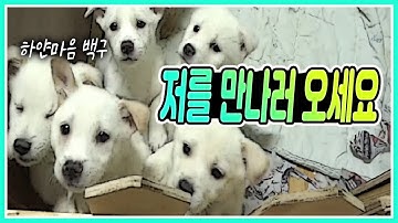 약 300마리의 유기견이 살고 있는 유기동물보호센터 / 몸과 마음에 상처를 입은 유기견 / 유기견 구조 활동 / 가출강아지 [그곳,그사람]