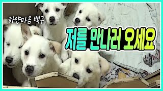 약 300마리의 유기견이 살고 있는 유기동물보호센터 / 몸과 마음에 상처를 입은 유기견 / 유기견 구조 활동 / 가출강아지 [그곳,그사람] 2015.11.30.