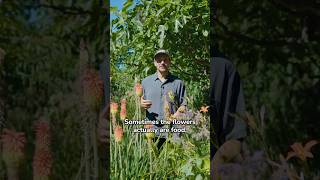 Food Everywhere – 1/3 Yard Lawn to Food Forest #foodforest #gardening