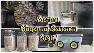 Мицелий Вешенки дома! Рабочий способ!