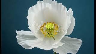 MotionElements white flower bud on dark blue background closeup preview