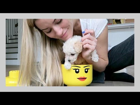 Putting doggy in things | iJustine