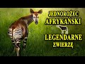 Okapi  mityczny jednoroec afrykaski