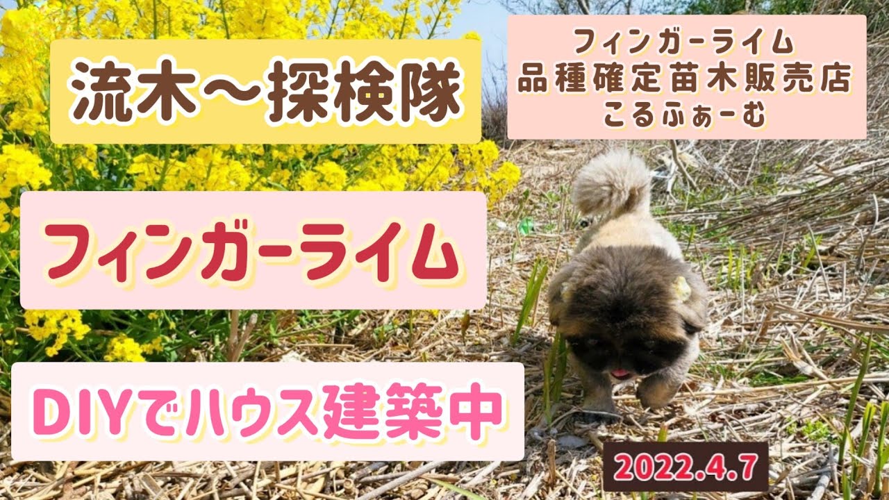 琵琶湖の流木をフィンガーライムハウスに🧡