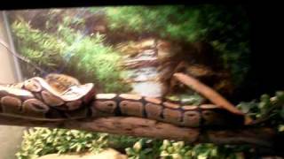 BALL PYTHON TANK SETUP!!! 55 GALLON!