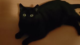 Cat Playing with his mouse funny video little panter Chanter  #cat #cat videos #cute #funny