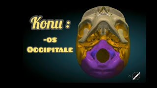 Cranium Kemikleri Os Occipitale