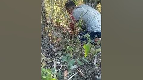 Beginilah jika kita sabar, Akhirnya dapat juga burung puyuh setelah penantian panjang