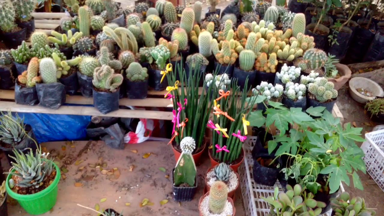 Bentahan San Carlos, Pangasinan/ halaman/ plant YouTube