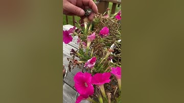 Man saves humming bird from spider web in backyard. Wait till end! 😊