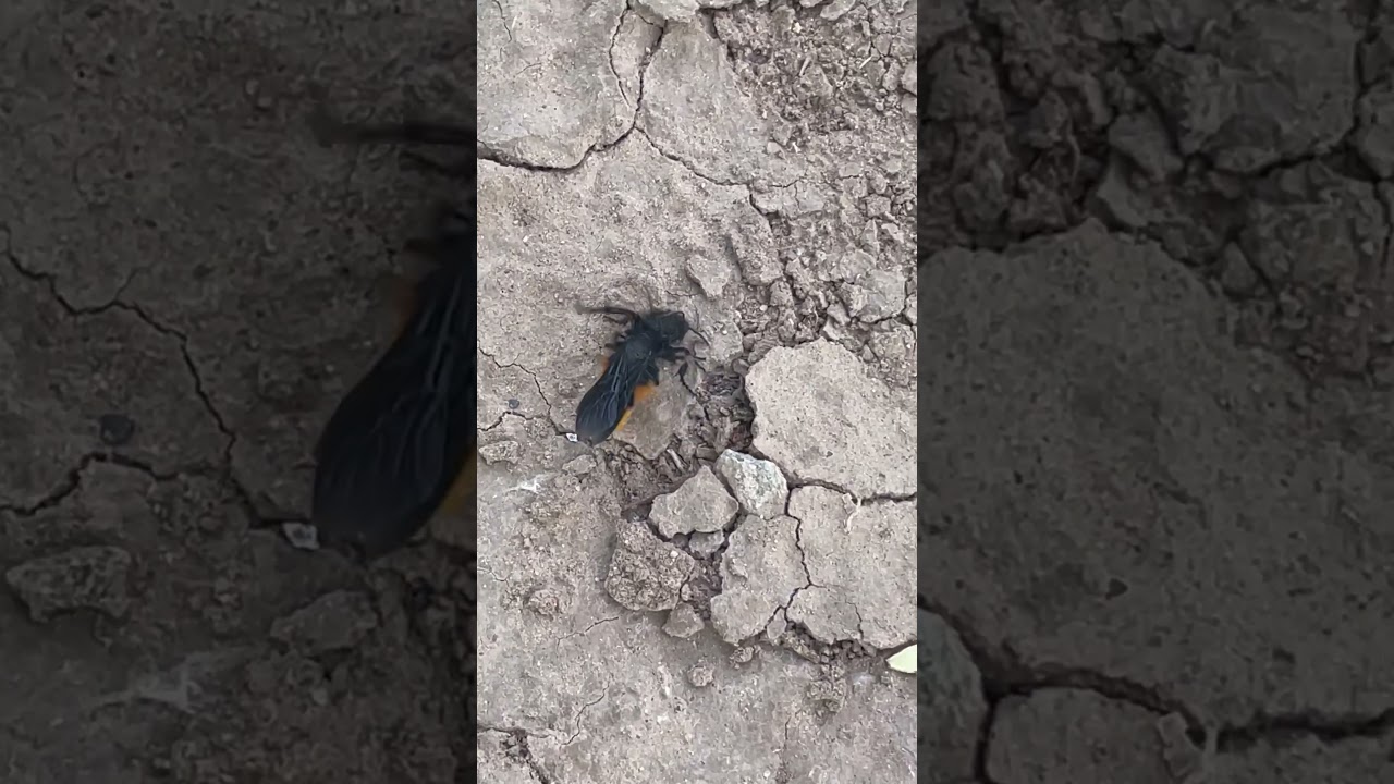 Black wasp wrestling a velvet ant 