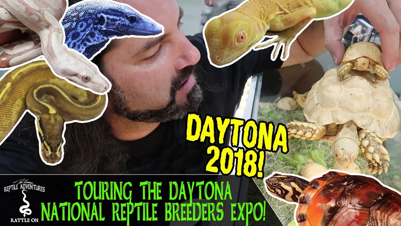 TOURING THE DAYTONA NATIONAL REPTILE BREEDERS EXPO! (August 2018) YouTube