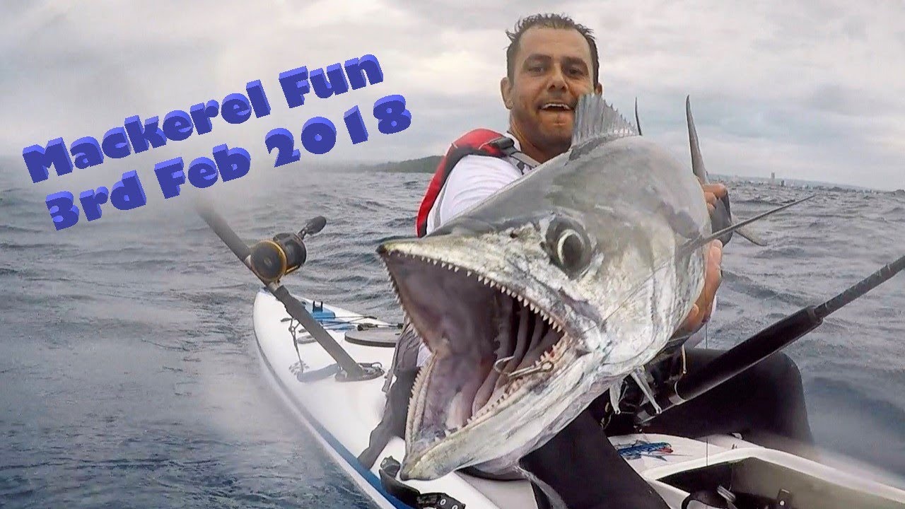 Stealth Kayak Fishing, Mackerel Fun 3rd Feb 2018 YouTube