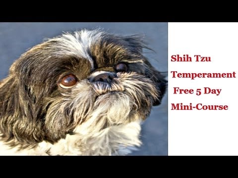 shih tzu temperament with cats regular temperament photos and shih tzu temperament with cats regular temperament photos and