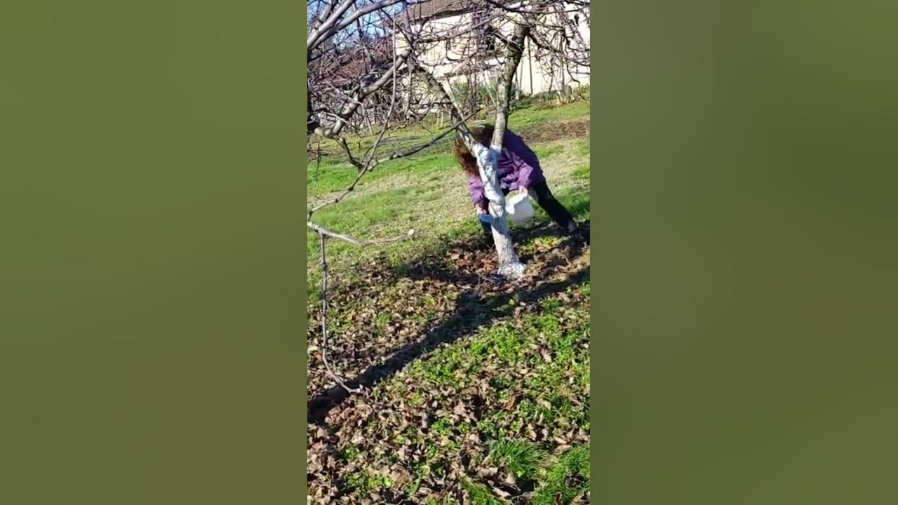 Варосване на дървета. Как, кога, защо се прави? - YouTube