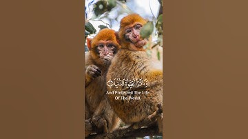 فأما من طغى وآثر الحياة الدنيا |سورة النازعات| القارئ سالم الرويلي|