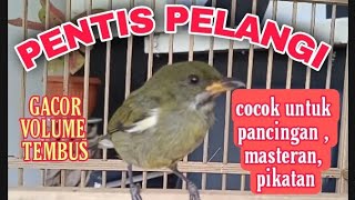 PENTIS PELANGI GACOR LEPAS TROTOL UDAH MBESET NGEROL