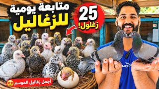فرجة 25 زغلول حمام انواع مختلفه 😍ومتابعة الحمام اليوميه👌