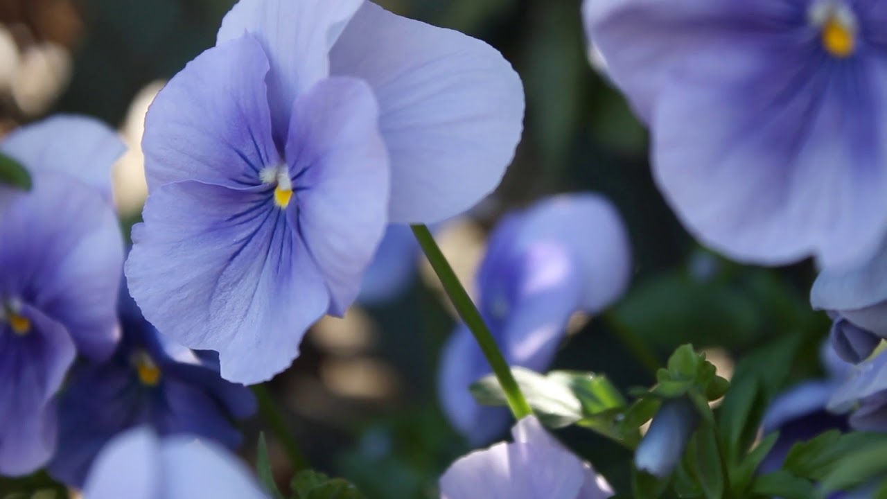 Compilation Video of Blooming Flowers YouTube