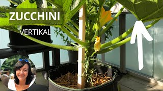 Zucchini vertikal anbauen - Warum und Wie? Kennst du die Vorteile? Zucchini hochbinden