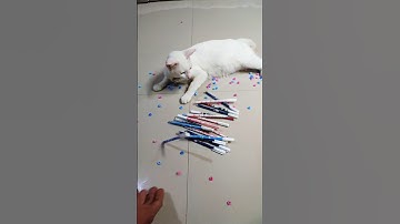 Cat Barsik 🕯️💡Beads💡🕯️ Reverse Video #cat #reverse #usa