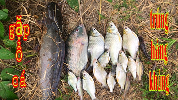 Câu Cá Mè Vinh Và Phút Cuối Lên Hàng Khủng - Trai Miền Tây