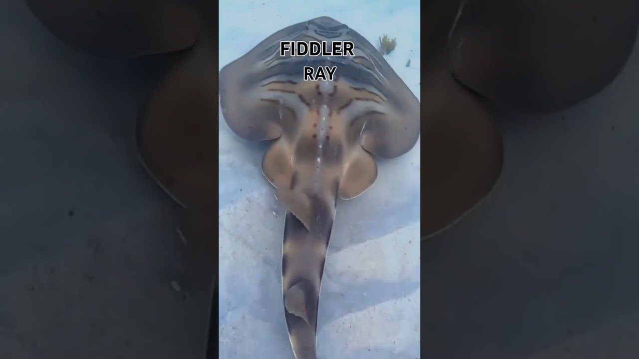 FIDDLER RAY / SHORTS / M1 OFFICIAL CHANNEL