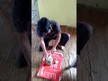 Tutorial mengupas nenas madu