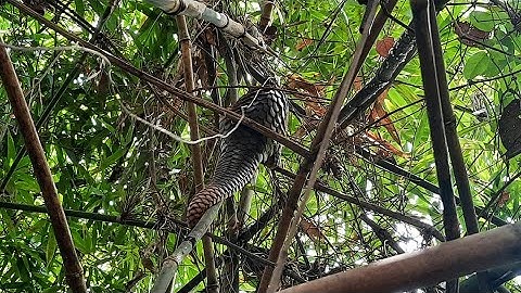 Tê tê vàng lạc vào khu đô thị được thả về rừng