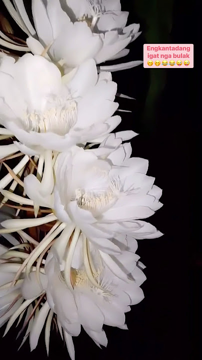 Engkantada #flower #flowers #shortsfeed #shortvideo #shorts #ytshorts #short #yt #ytviral