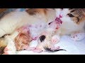 【李喜貓】女主人亲自给猫咪接生，四只小奶猫顺利降临人间的时刻很感动很治愈