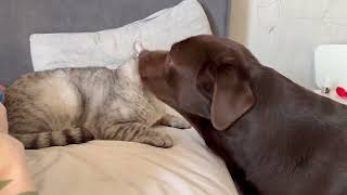 When Dog Takes Cats Comfy Place
