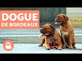 Dogue de Bordeaux - Characteristics and Training の動画、YouTube動画。