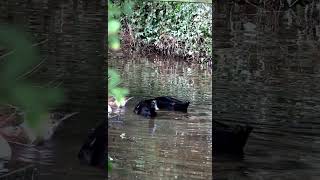 Black Ducks On Bide Brook Lacock. #shorts