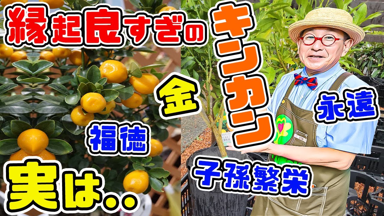 Auspicious FruitActually, It's Easy to Grow at HomeAnd You