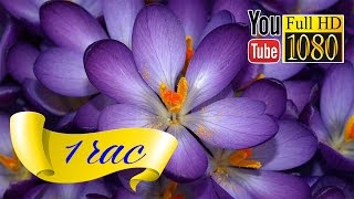 HD Музыка ✿ Лаунж ✿ Звуки Природы ✿ Дельта Ритм Глубокая релаксация Сон screenshot 4