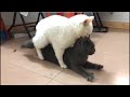 cat mating || may be the first time you know（猫咪配种交配视频）