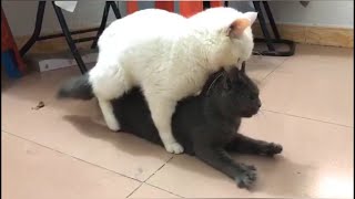 cat mating || may be the first time you know猫咪配种交配视频