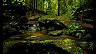 Download Lagu Suara Air, Suara Burung Dan Angin Sepoi Sepoi Untuk Relaksasi MP3