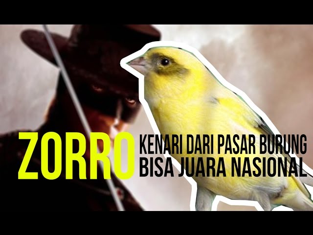 SUARA BURUNG : Kenari Kalitan ZORRO Dari Pasar Jadi Juara Nasional - YouTube