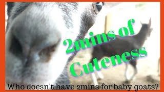 2mins Of Baby Goat Cuteness - 2018 - Just For Fun Episode #1 2mins Of Baby Goat Cuteness - 2018 - Just For Fun Episode #1