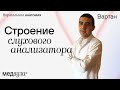 Строение слухового анализатора | Нормальная анатомия человека