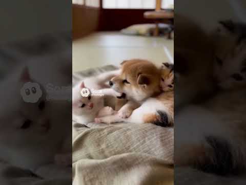 柴犬、白猫、三毛猫2