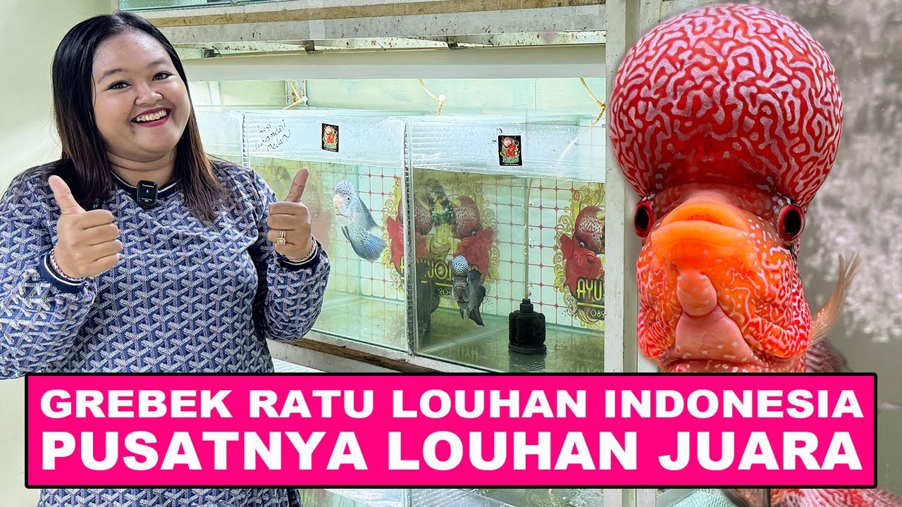 Grebek Rumah Kos Ratu Louhan - Pusatnya Ikan Louhan JUARA !!!