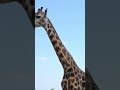 🦒🦒🦒 Giraffe 🦒🦒🦒🦒🦒🦒🦒🦒🦒🦒🦒🦒🦒🦒🦒🦒