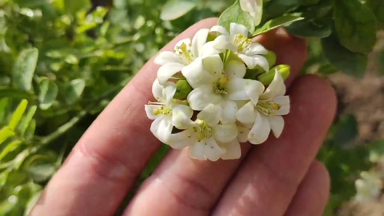 الموريا وجمال عطرها وازهارها الجميلة