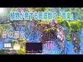 【上昇・縁を繋げる・才能開花・達成力・健康・ﾊｰﾄﾁｬｸﾗ・528 Hz】優美で香り高い『藤』が奏でる『音の風水』♪（Part 51）