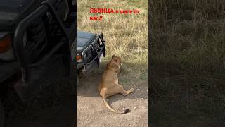 Она легла в шаге от нас!!! #лев #природа #африка #танзания #сафари #львица
