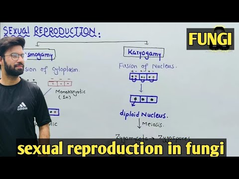 Sexual reproduction in fungi | Plasmogamy And Karyogamy | Class 11 Biology